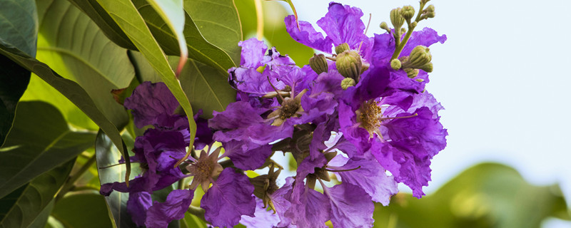 紫薇树多少钱一颗 紫薇树多少钱一棵