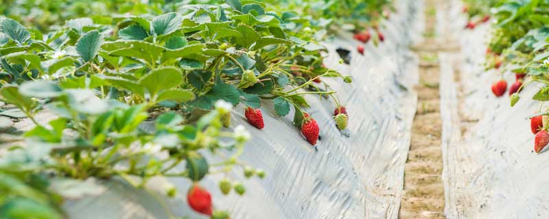 草莓苗种植方法 草莓苗种植方法全过程