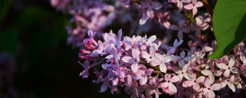 紫丁香的花语 紫丁香的花语和象征