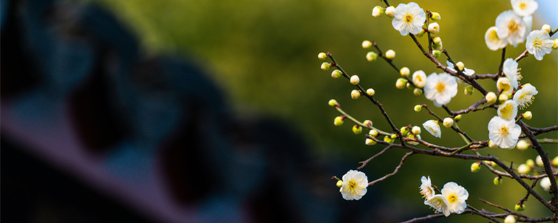 梅花的象征意义 梅花的象征意义是什么四字词语