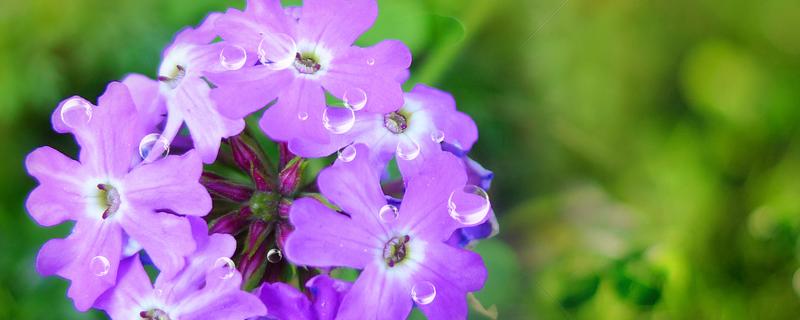 紫花苜蓿草的种植时间和方法（紫花苜蓿草什么时候种植）