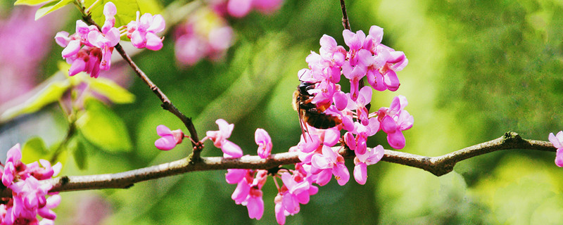 紫荆的常见品种 紫荆科属种