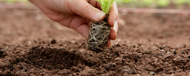 种植苍术用什么肥料 种植苍术用什么肥料好