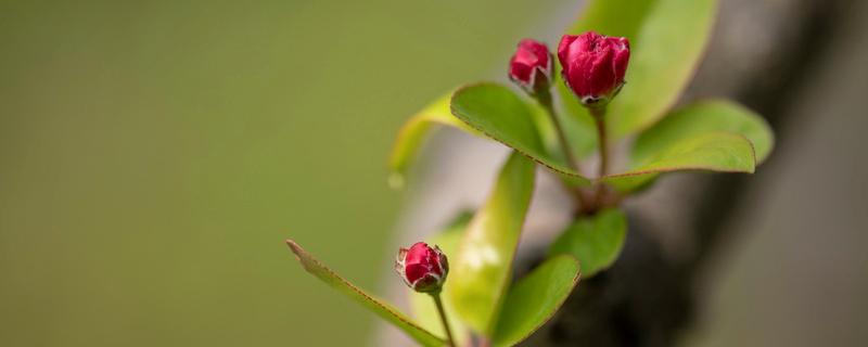 如何促进花芽分化，促进花芽分化的技术和方法