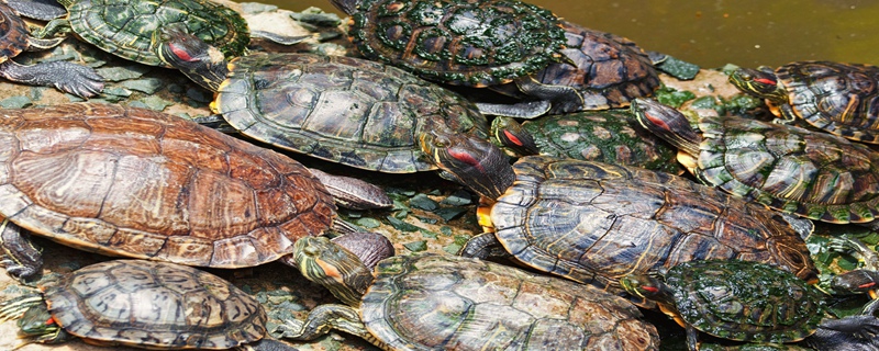 巴西龟的危害（巴西龟的危害和防护措施）
