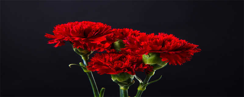 红色康乃馨花语是什么 红康乃馨花的花语