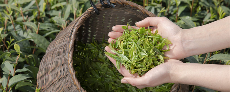 绿茶的种类 绿茶的种类图片大全集