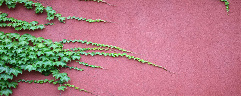 攀缘茎和缠绕茎的相同点和不同点（缠绕茎与攀缘茎的异同）