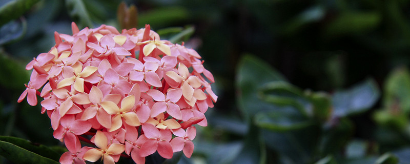 仙丹花养护技巧（牲丹花怎么养护）