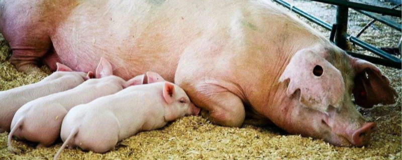 怀孕母猪能不能驱虫 怀孕的母猪能驱虫吗