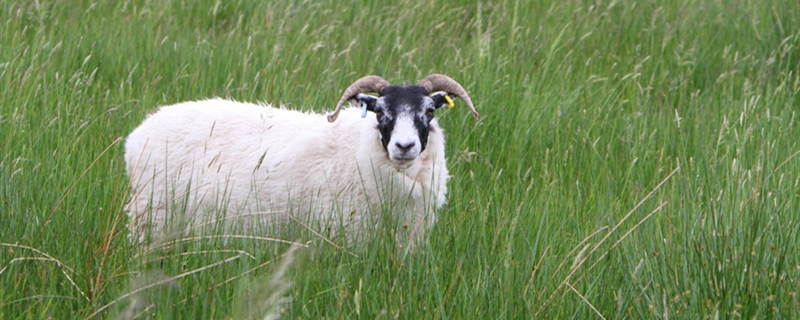 大母羊育肥养殖方法
