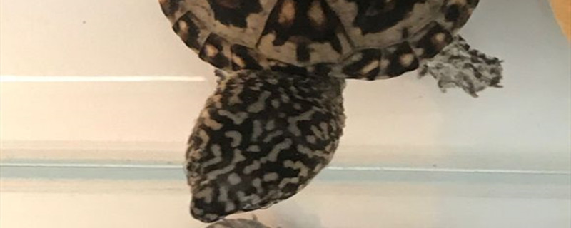 墨西哥蛋龟能长多大（墨西哥蛋龟几年能长到20厘米）