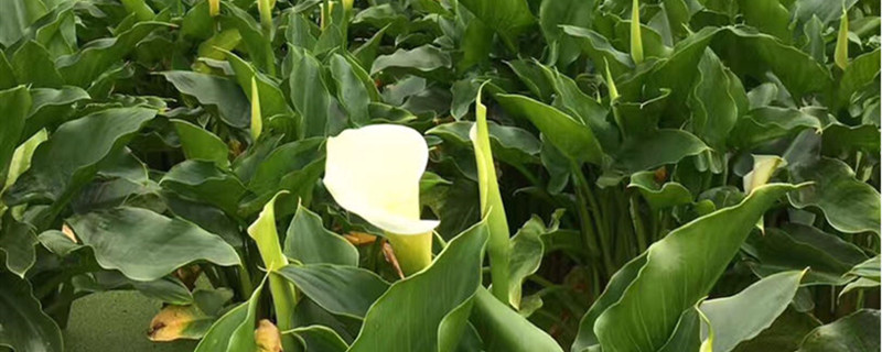 海芋花用什么土养好