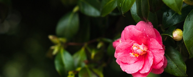 山茶花用什么土养好（山茶花用什么土养殖最好）