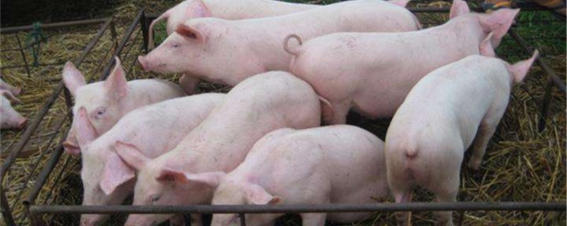 防止猪咬架的土法 猪和圈怎样防止咬架