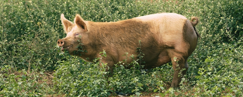 生猪与白条猪的区别 什么叫白条猪?