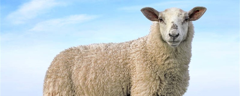 新手养羊是买羊羔还是买成羊（新手养羊是买羊羔还是买怀孕母羊）