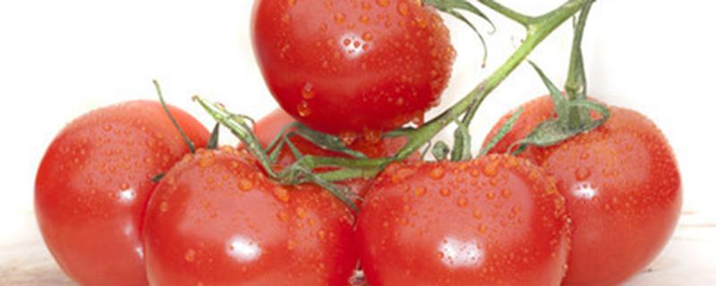 番茄种子几天能发芽
