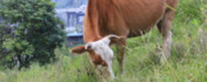 母牛一年产几头小牛 母牛产几个小牛