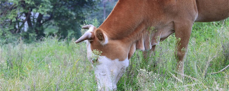 养繁殖母牛的秘诀