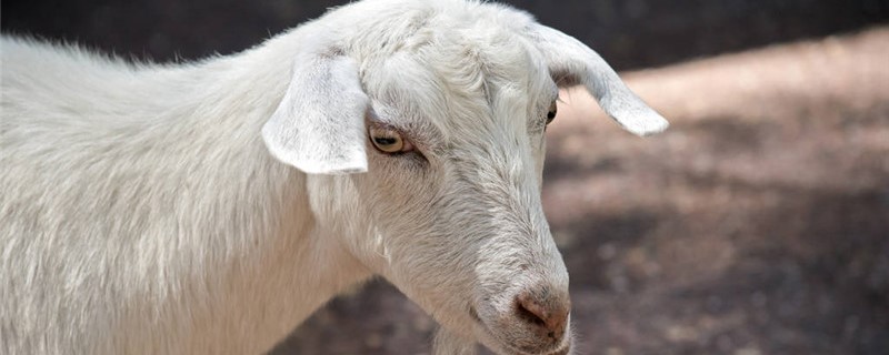 头胎母羊为什么产单羔（头胎母羊产单羔几率）