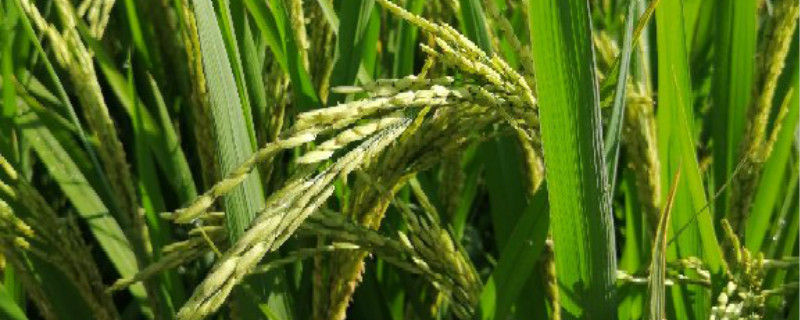 旱稻生长期多少天 旱稻生长期多少天怎么算