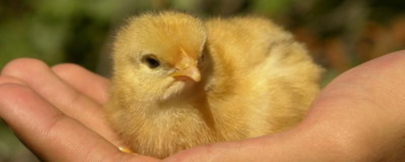 小鸡没收好蛋黄能活吗