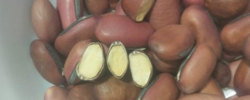 红刀豆种植时间和方法 刀豆种植时间和采收时间