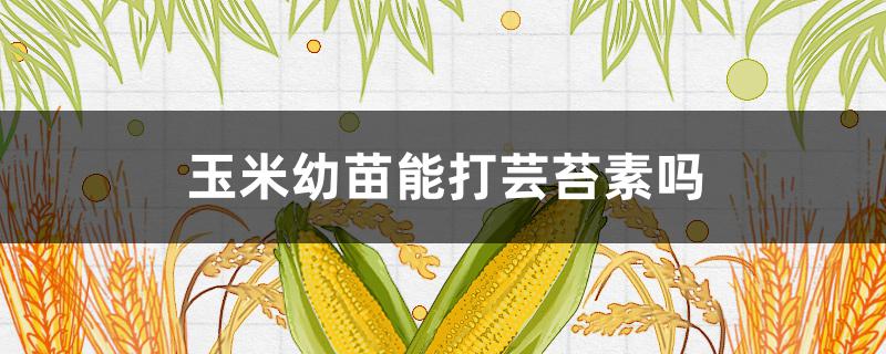 玉米幼苗能打芸苔素吗