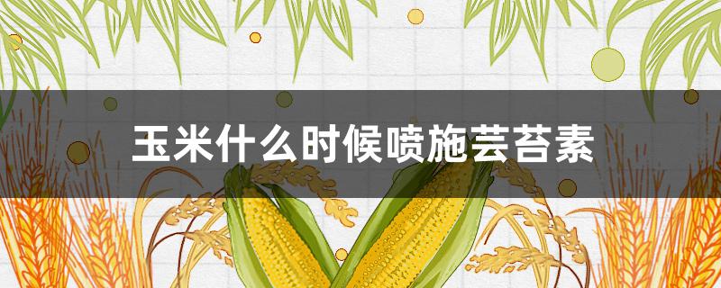 玉米什么时候喷施芸苔素