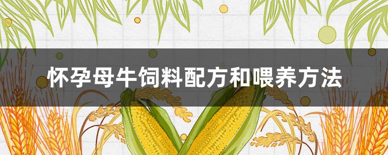 怀孕母牛饲料配方和喂养方法 母牛怀孕怎么喂料