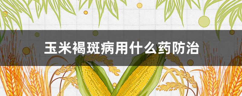 玉米褐斑病用什么药防治