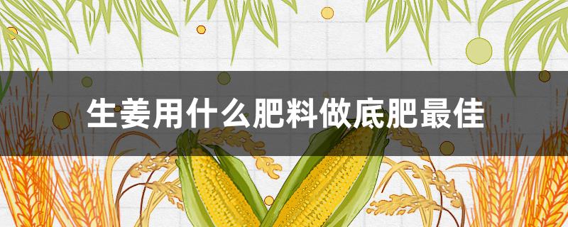 生姜用什么肥料做底肥最佳