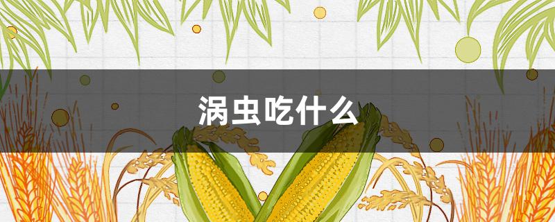 涡虫吃什么