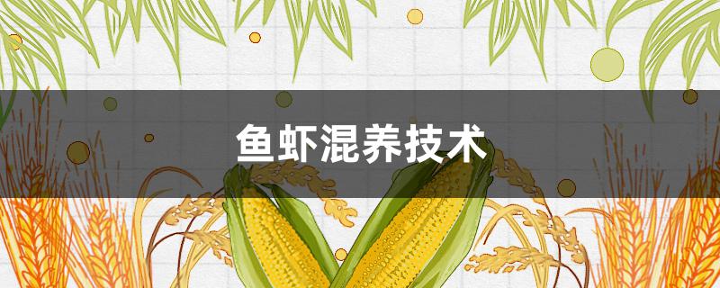 鱼虾混养技术