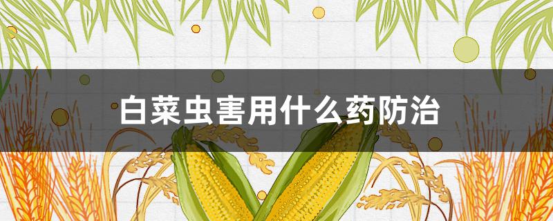 白菜虫害用什么药防治