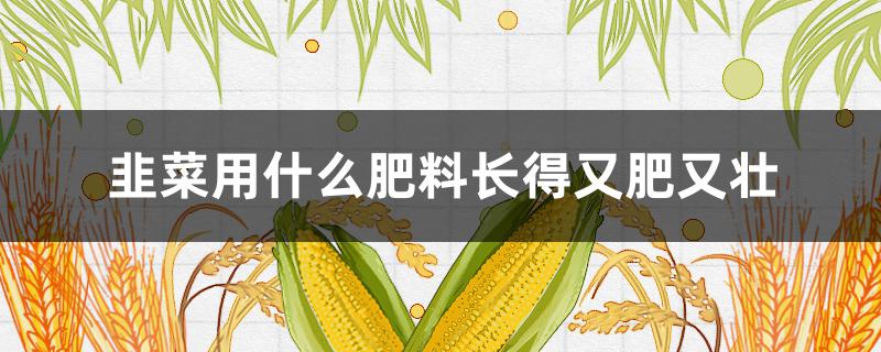 韭菜用什么肥料长得又肥又壮