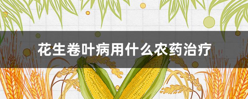 花生卷叶病用什么农药治疗