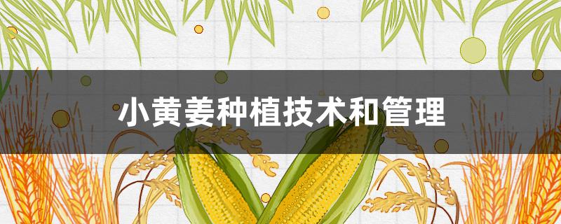 小黄姜种植技术和管理 小黄姜种植技术和管理方案