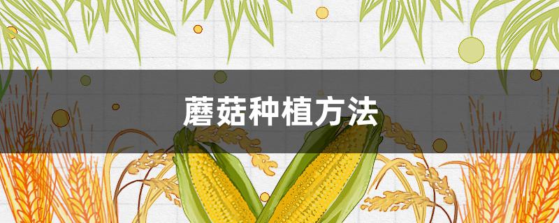 蘑菇种植方法