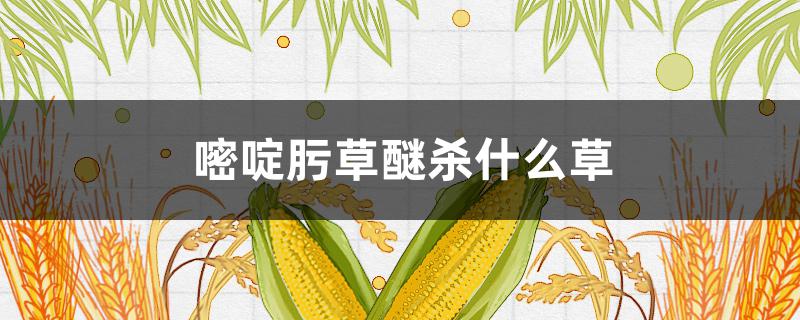 嘧啶肟草醚杀什么草 嘧啶圬草醚