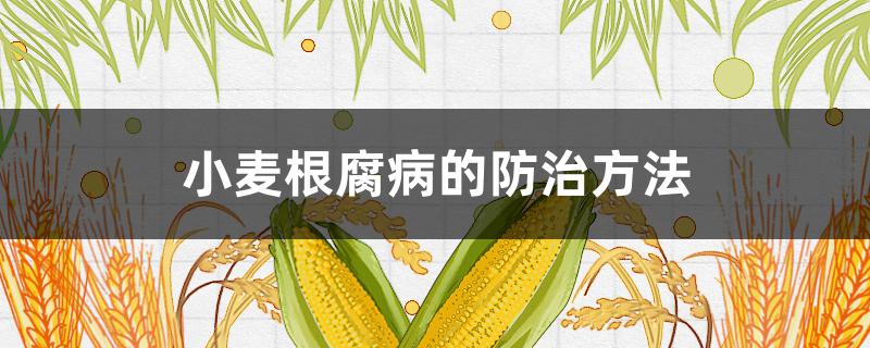 小麦根腐病的防治方法