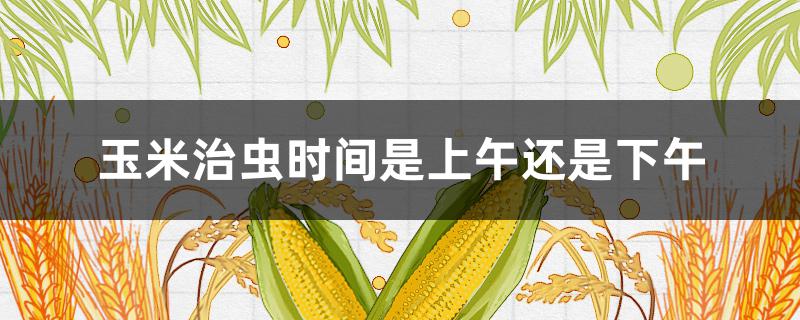 玉米治虫时间是上午还是下午