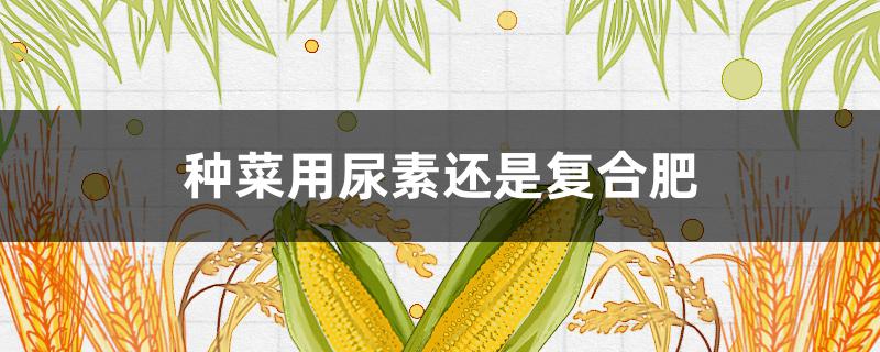 种菜用尿素还是复合肥