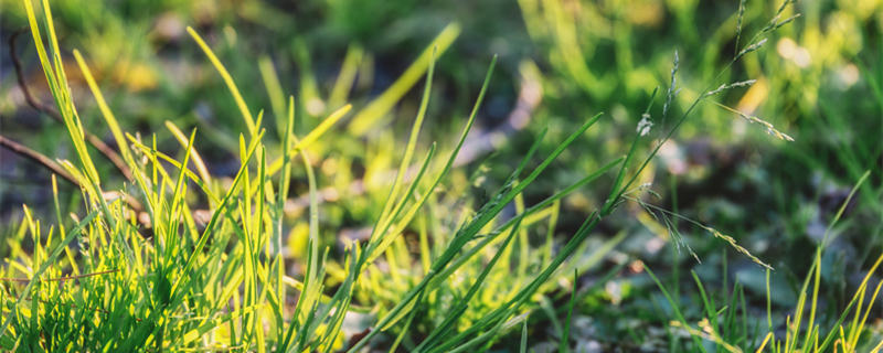 旱伞草是水生植物吗 旱伞草可以旱地种植吗