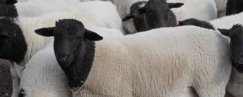 圈养杜泊羊养殖效益，饲草料成本（养10只杜泊羊多少成本）