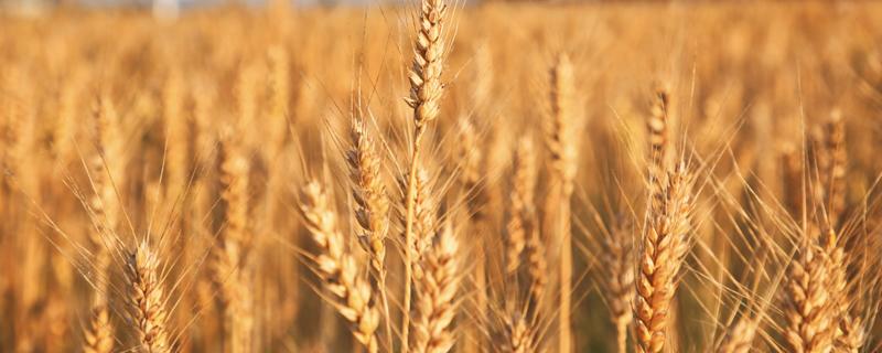 面粉价格上涨，小麦后市走势如何 面粉价格行情今日小麦价格走势