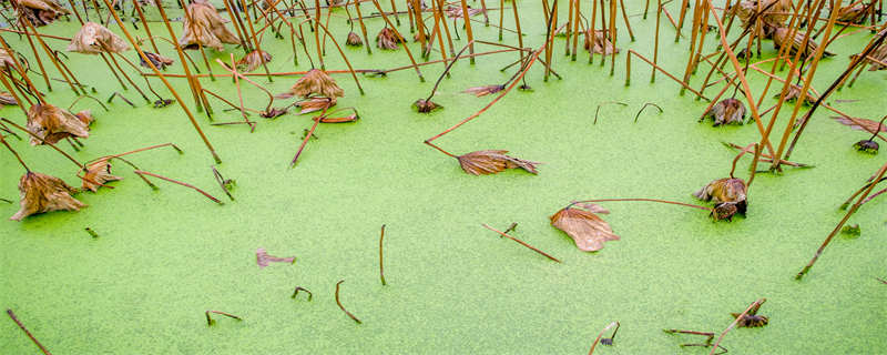 褐藻和绿藻的区别 褐藻和绿藻的区别图