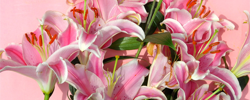 粉色百合花的花语和寓意 粉色百合花寓意是什么意思