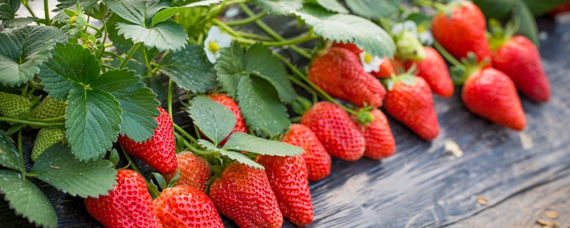 什么季节摘草莓最合适 什么时候摘草莓